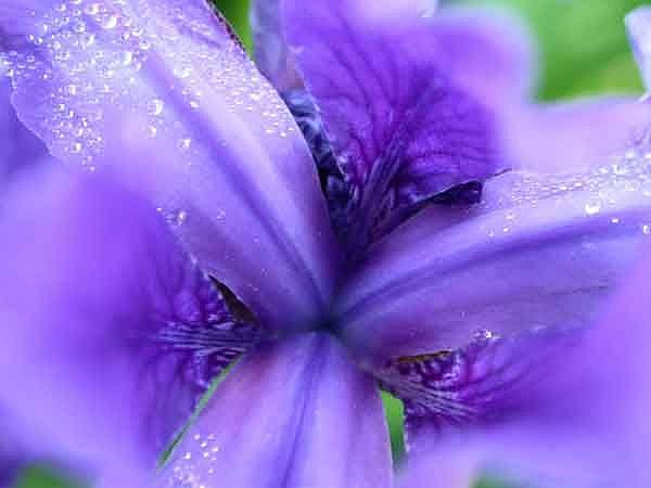 Art: Purple Wild Iris by Artist Stephanie M. Daigle