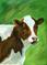 Art: Izzy's Cow by Artist Shoshana Avramovitz