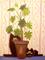 Art: Scaredy Cats & Plant by Artist Cynthia Schmidt