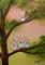 Art: Tree Bunnies #1 by Artist Cynthia Schmidt