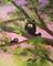 Art: Tree Kitties - Large by Artist Cynthia Schmidt