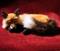 Art: fox 007ebsq.JPG by Artist Camille Meeker Turner