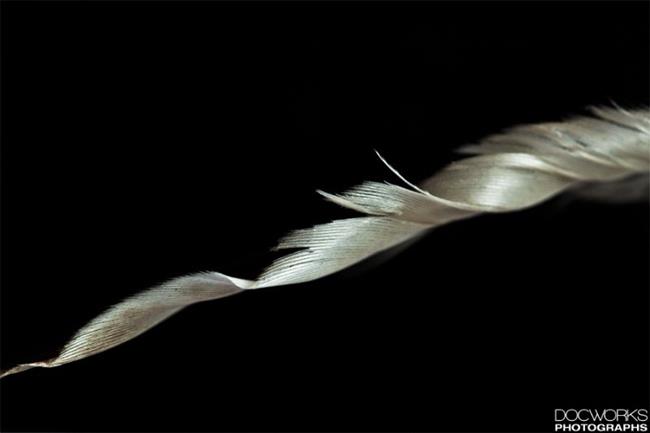 Art: Feather5.jpg by Artist Martha Di Giovanni