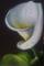 Art: Cala Lilly by Artist Marion Dutton