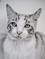 Art: charlie zena goring 001 10x14 Pencil on Italian Fabriano by Artist Marion Dutton