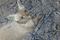 Art: KITTY KITTY - PRINT by Artist Dawn Hough Sebaugh