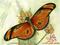 Art: butterfly4 by Artist William Powell Brukner