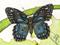 Art: butterfly3 by Artist William Powell Brukner