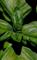 Art: Basil by Artist Windi Rosson