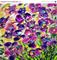 Art: PANSY FLOWERS by Artist LUIZA VIZOLI