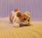 Art: English Bulldog Pup by Artist Camille Meeker Turner