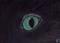 Art: EYE OF KITTY CAT by Artist POLLY FORD PAINTINGS