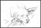 Art: Polly Sketch 2008 by Artist Caite Bonsey