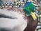 Art: Duck on Rocks High by Leonard G. Collins by Artist Leonard G. Collins
