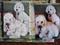 Art: Dogs by Artist Tabatha  Rhodes