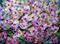 Art: SPRING CHERRY FLOWERS by Artist LUIZA VIZOLI