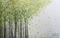 Art: SOFT GREEN SPRING BIRCH TREES by Artist LUIZA VIZOLI