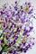 Art: LILAC BLOOM Celebration of Spring by Artist LUIZA VIZOLI
