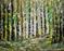 Art: The Forest Lights by Artist LUIZA VIZOLI
