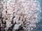 Art: Pink Flowers Blossom SAKURA by Artist LUIZA VIZOLI