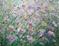 Art: SPRING WILDFLOWERS by Artist LUIZA VIZOLI