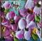 Art: PINK WHITE PETUNIAS by Artist LUIZA VIZOLI