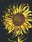 Art: Sunflower Metal Art by Leonard G. Collins by Artist Leonard G. Collins