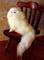 Art: Furred Persian Cat by Artist Camille Meeker Turner