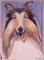 Art: BRANDY by Artist William Powell Brukner