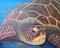 Art: Green Sea Turtle by Artist Ulrike 'Ricky' Martin