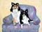 Art: Carol's Sheltie's Sanibel & Captiva  by Artist Shoshana Avramovitz