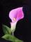 Art: Pink Calla Lily by Artist Laurie Justus Pace