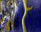Art: Blue - Sold by Artist Staci Rose