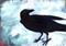 Art: Crow by Artist Kathy Morton Stanion