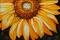 Art: A Sunflower by Artist Marcia Baldwin
