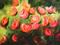 Art: Tom's Roses by Artist Laurie Justus Pace