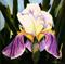 Art: Iris One   1st in the Series Backyard Bloom by Artist Laurie Justus Pace