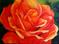 Art: Coming Up Roses by Artist Laurie Justus Pace
