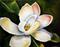 Art: September Magnolia One by Artist Laurie Justus Pace