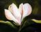 Art: September Magnolia Two by Artist Laurie Justus Pace