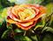 Art: A Rose for Anne by Artist Laurie Justus Pace