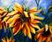 Art: Texas Sun by Artist Laurie Justus Pace