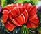 Art: Dancing Red Poppy by Artist Laurie Justus Pace