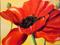 Art: April Poppy Red by Artist Laurie Justus Pace