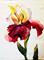 Art: Ruby's Iris by Artist Laurie Justus Pace