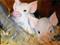 Art: Piglets by Artist Laurie Justus Pace
