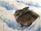 Art: Snow Bunny by Artist Kimberly Vanlandingham