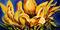 Art: Sunflower Two Series Tribute to Van Gogh by Artist Laurie Justus Pace