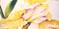 Art: Yellow Iris New Series Iris Daze by Artist Laurie Justus Pace