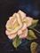 Art: IMG 1342 The Rose Handel by Artist Marion Dutton